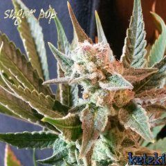 Sugar pop#2 s2 f50