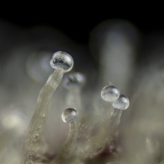Sour tangie 6