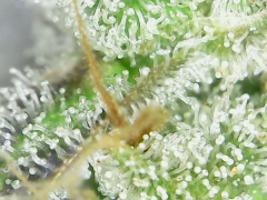 Pennywise #1 dit "la puante" trichomes