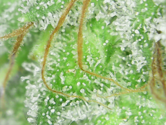 Sativa des rois French touch seed trichome 11 semaines