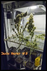 Jack Herer #3