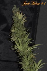 Jack Herer #1