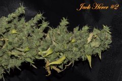 Jack Herer #2