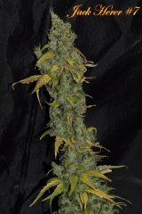 Jack Herer #7
