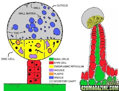 2Inside_trichome.jpg