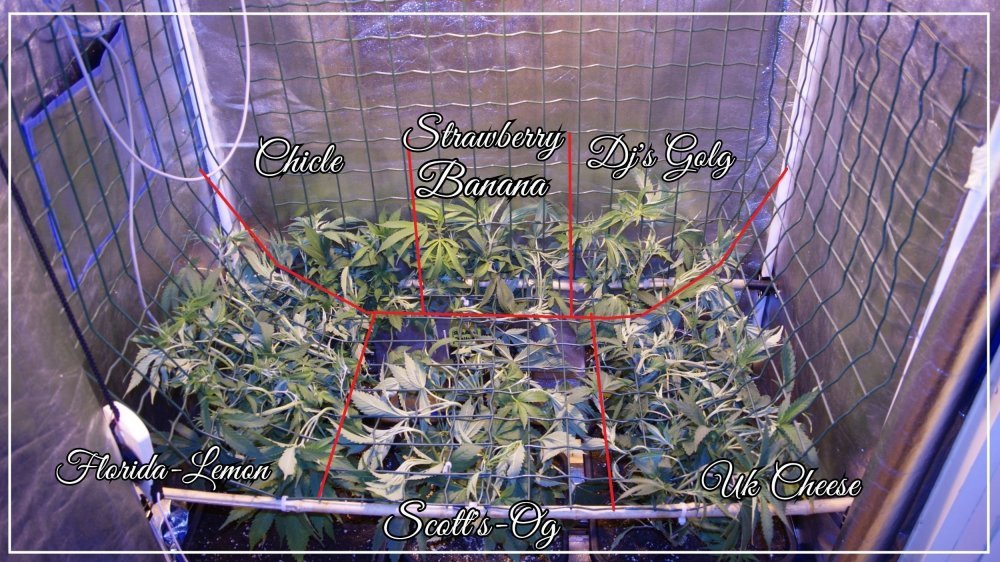 STRETCH+1 plante placé A.jpg