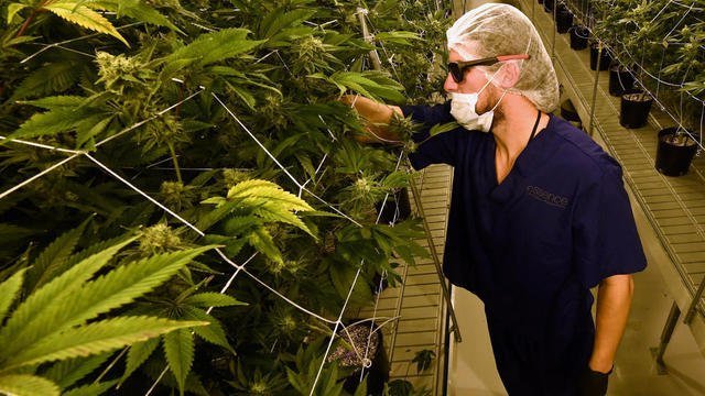 Canada : des amendes d'un million de dollars pour des pesticides dans le cannabis