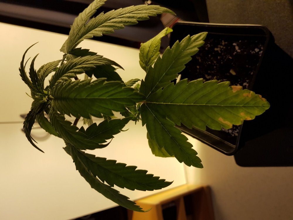 20180113_195959[1].jpg