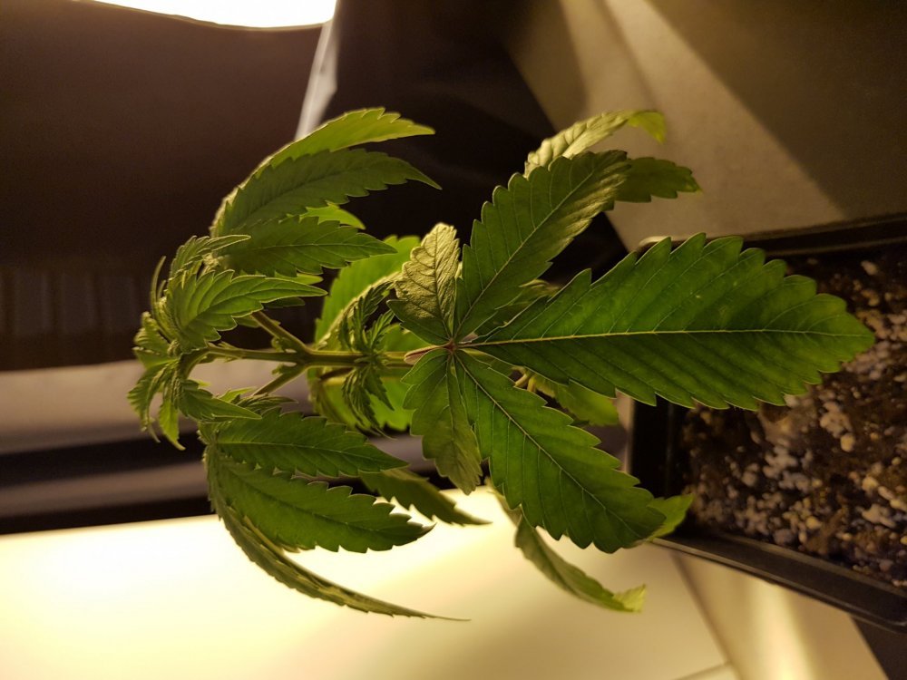 20180113_200042[1].jpg