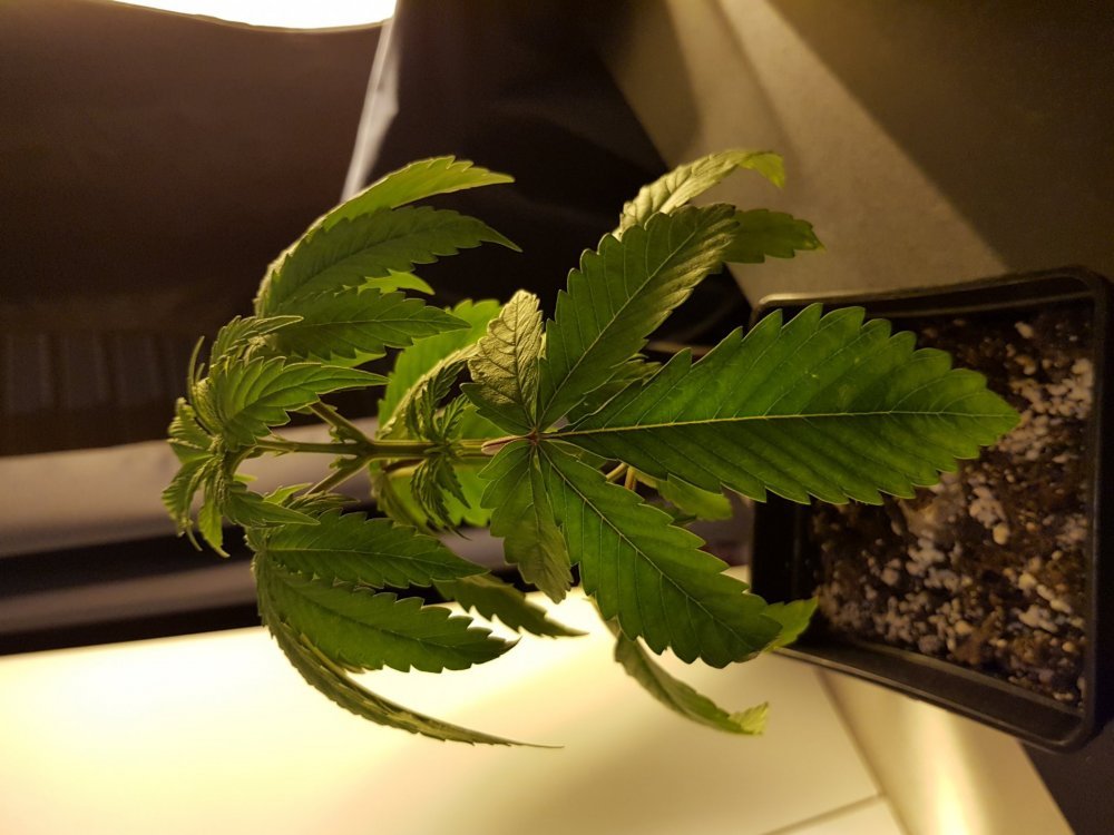 20180113_200047[1].jpg