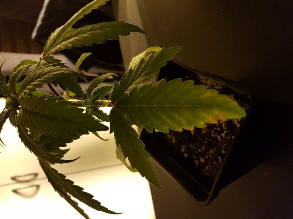 20180113_205613[1].jpg