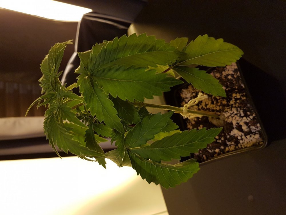 20180113_205710[1].jpg
