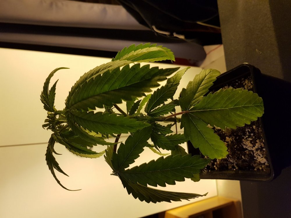 20180113_205804[1].jpg