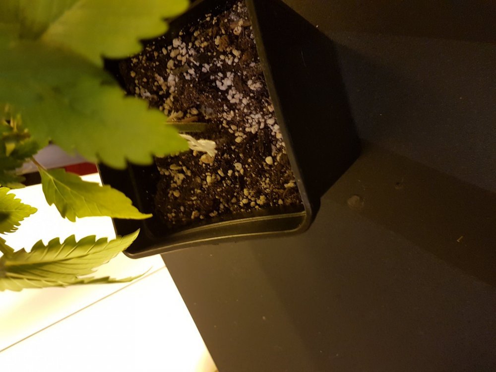 20180113_205835[1].jpg