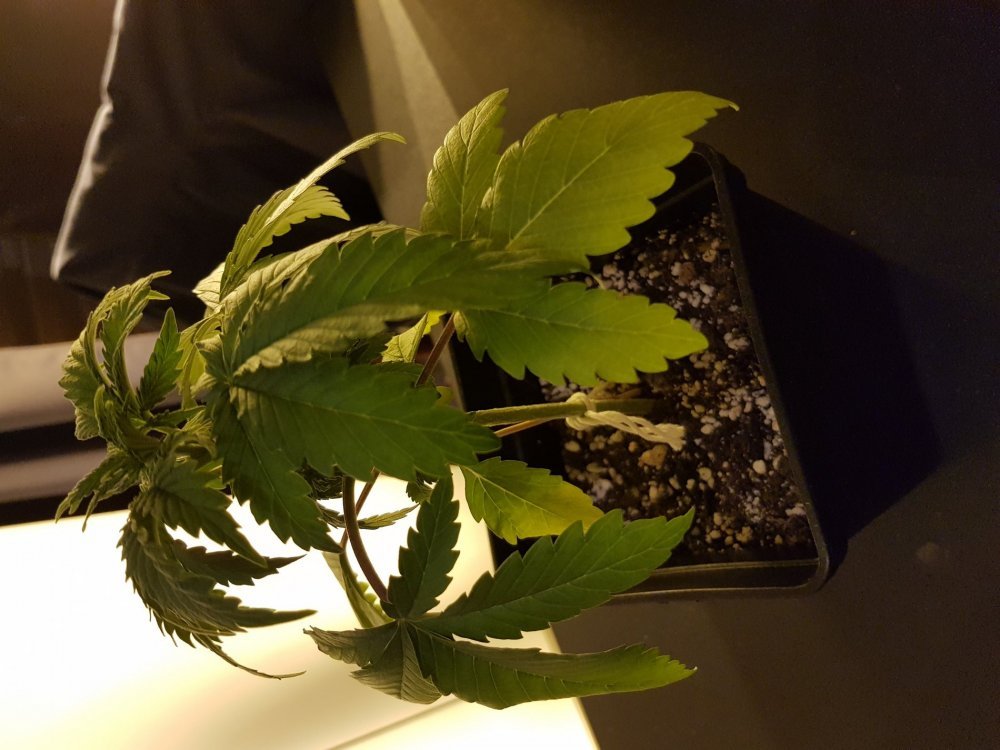 20180113_205844[1].jpg