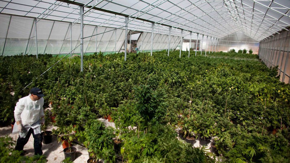 Les offres d'emploi se multiplient dans l'industrie du cannabis au Canada