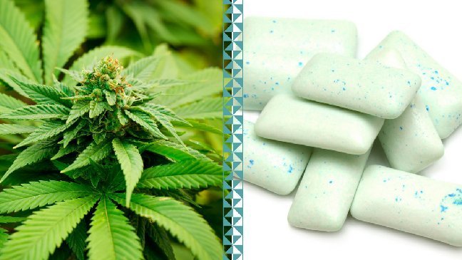Un chewing-gum au cannabis pour soulager la fybromyalgie