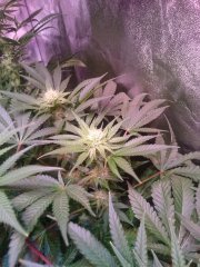 F26Critical+.JPG