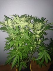 F29Critical+.JPG