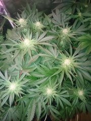F29_Critical+.JPG