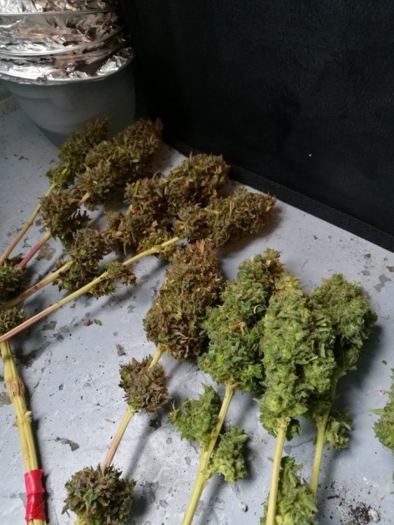 Buds.jpg