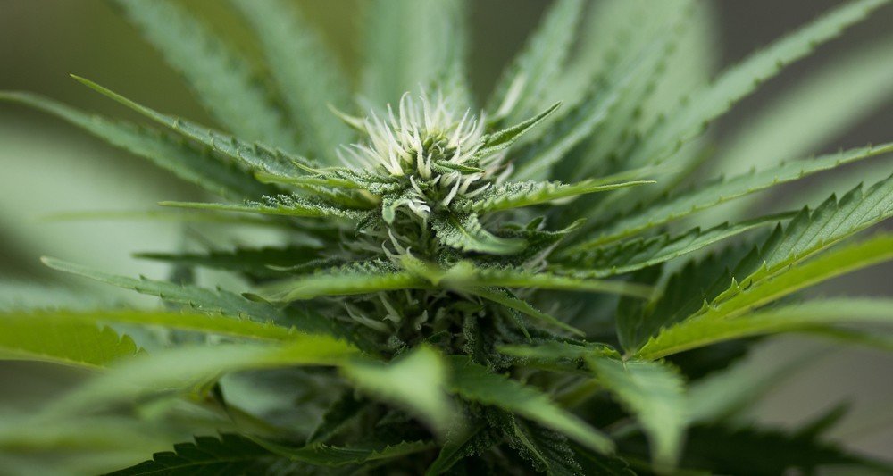 La dangereuse prohibition du cannabis
