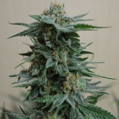 AK Kush