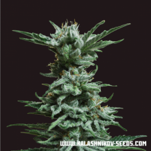 AK Skunk