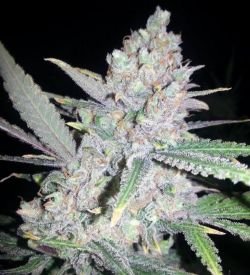 Fast Mass Haze