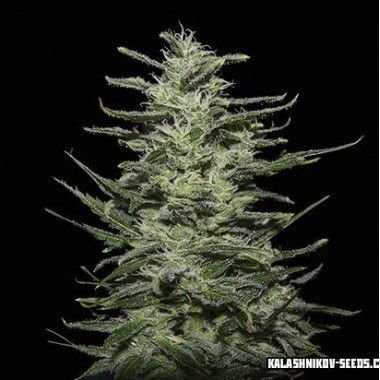 Amnesia Molotov