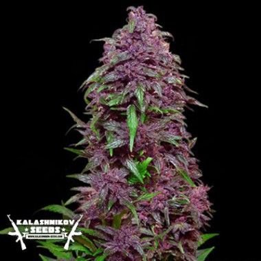 Purple Mazar Auto