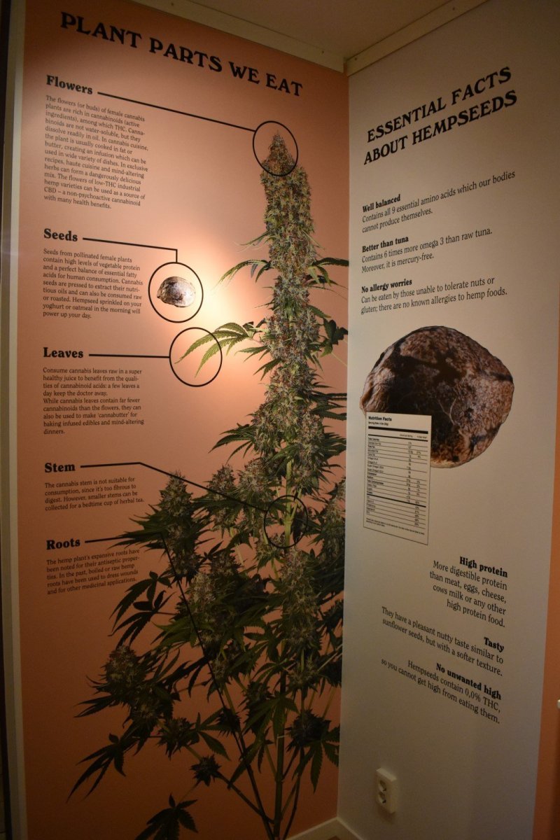 large.5a4e7f1b25974_FoodexpoSensiseeds(6).JPG