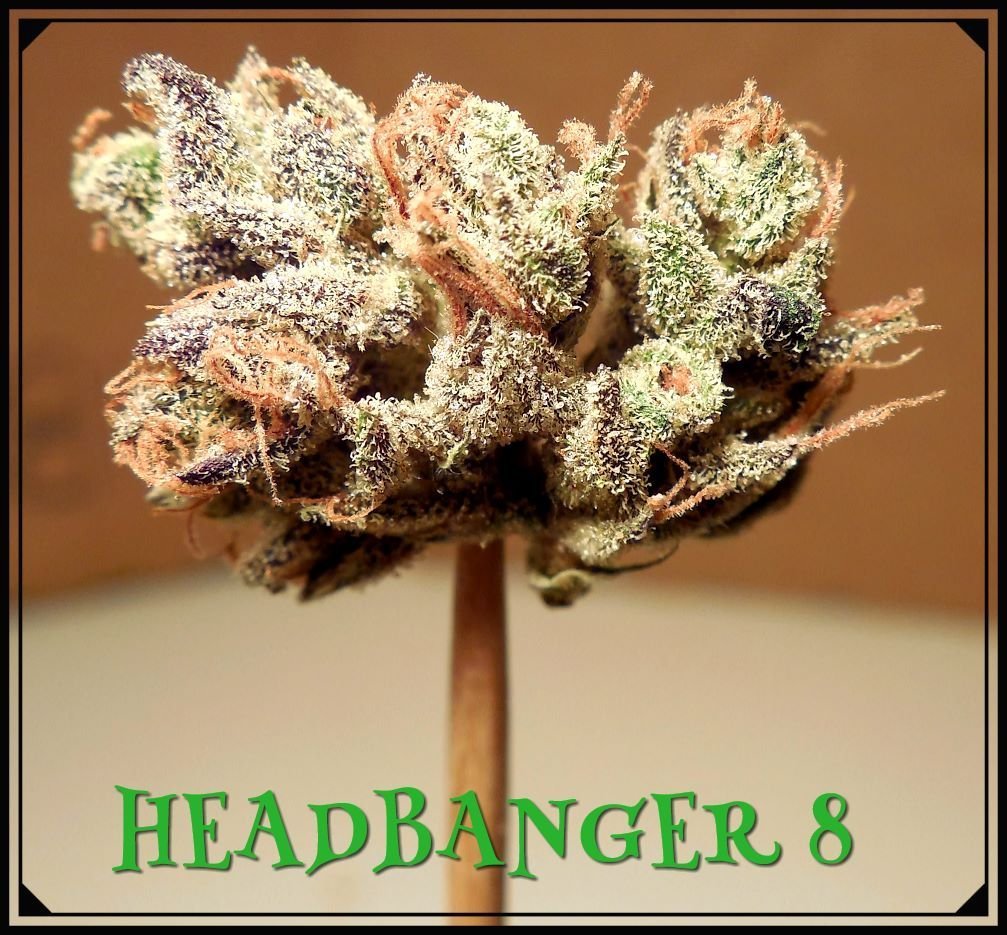 large.5a724e8f9b0b6_Headbanger8bis.jpeg.