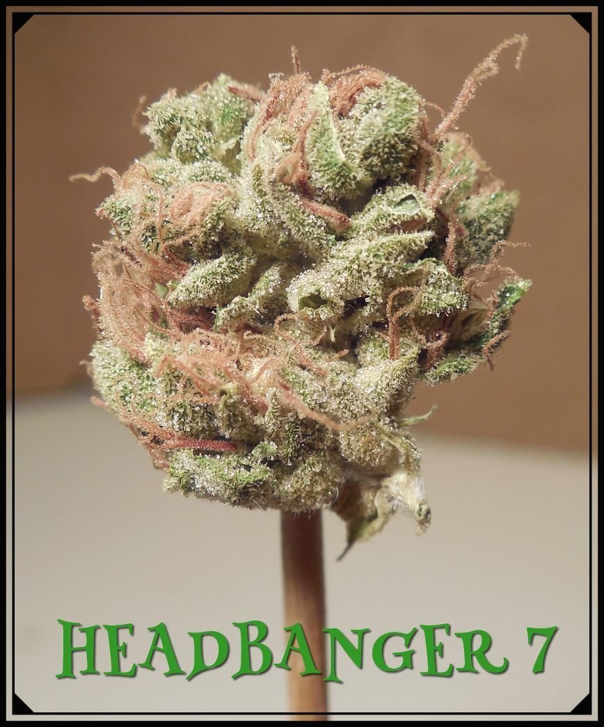large.5a724ea59a40b_Headbanger7.jpeg.3cd