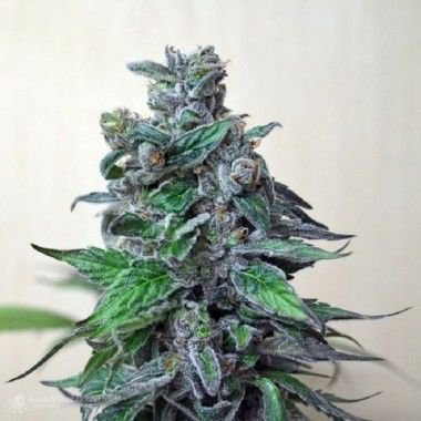 Moscow Blueberry