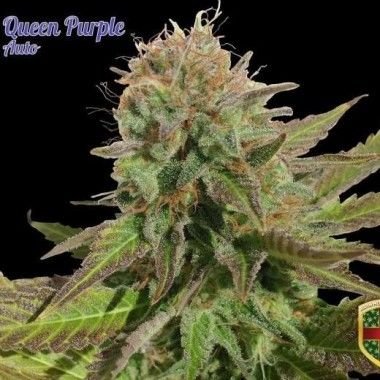 Queen Purple Auto