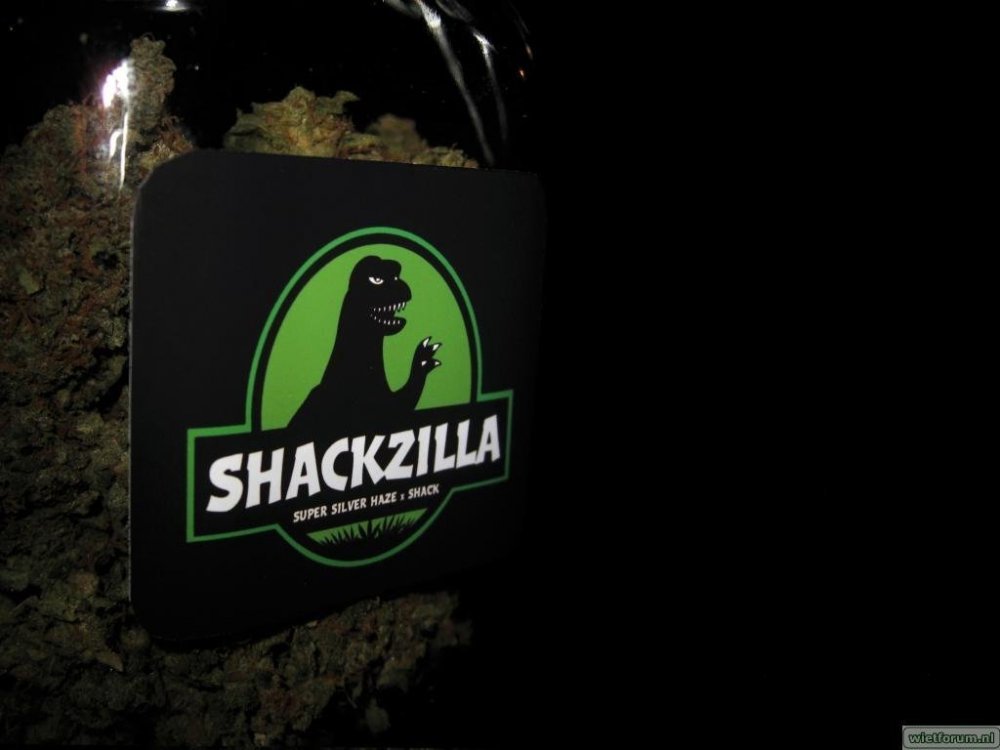 shackzilla-elandy-13.thumb.jpg.ce3abb3fa13e144a31a3fd1441e3068e.jpg