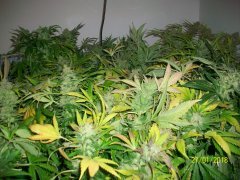 100_6303.JPG