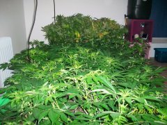 les 2 piscinettes, palissage sans scrog en 11 et 18L