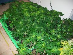 12/12 + 16 C+, black dog, blue dream, blue cheese, gymnésia