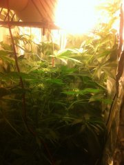 Critical kush .jpeg