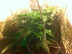 Critical kush.jpeg