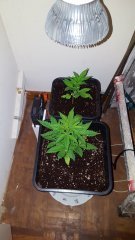 Skunk11groupe.jpg