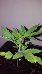 20180111_183959.jpg