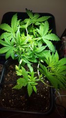 Skunk11-Palissage-cro.jpg
