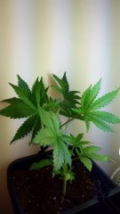 Skunk11x2.jpg