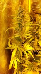 20180126_074415.jpg