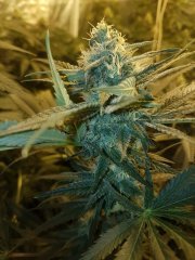 Girl Scout Cookie F+23