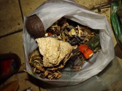 diy fertiliser peaux.JPG