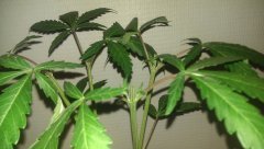 ML sur lemon OG candy ....